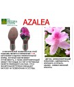 Ботильоны El Naturalista n410 arizona henna / azalea