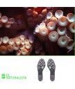 Ботильоны El Naturalista NC06 IBON BLACK/ OCTOPUS